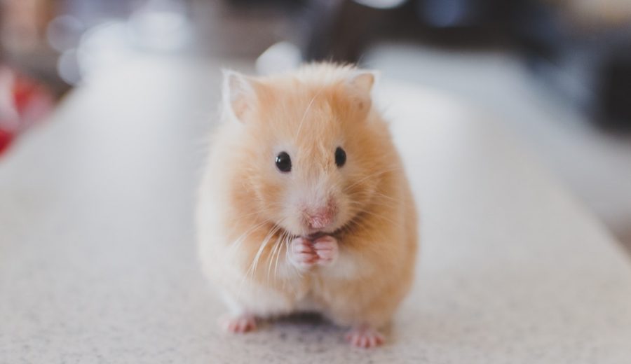 Afbeelding voor Het belang van een juiste afhandeling van retourzendingen.