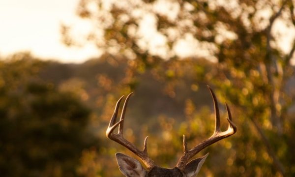 Thumbnail for Bezorgopties integreren in jouw Mijnwebwinkel checkout.