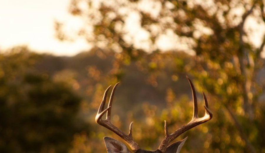 Afbeelding voor Retourzendingen: jouw verplichtingen als webshop.